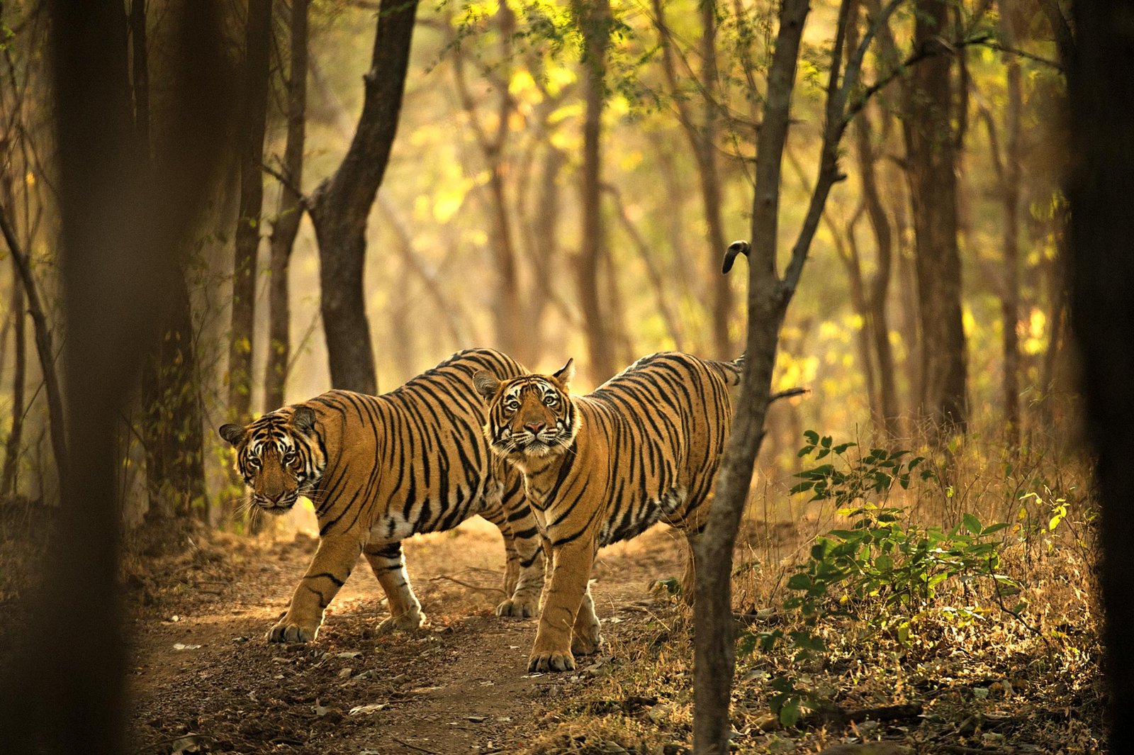 Ranthambore Image-GD