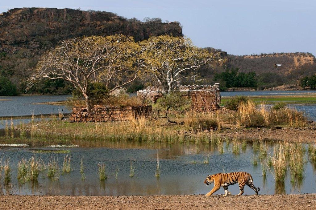 Ranthambore back1
