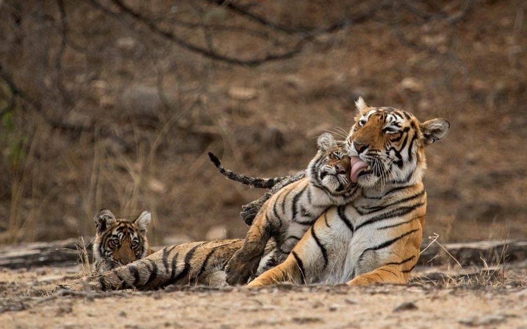 Ranthambore img8