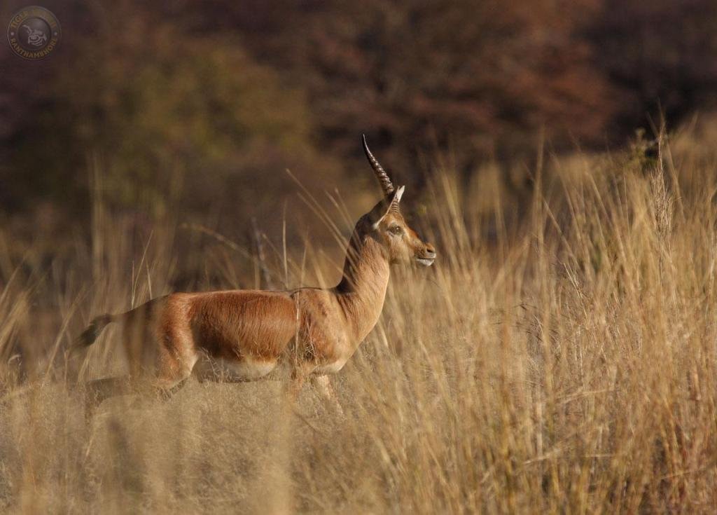 Ranthambore img9