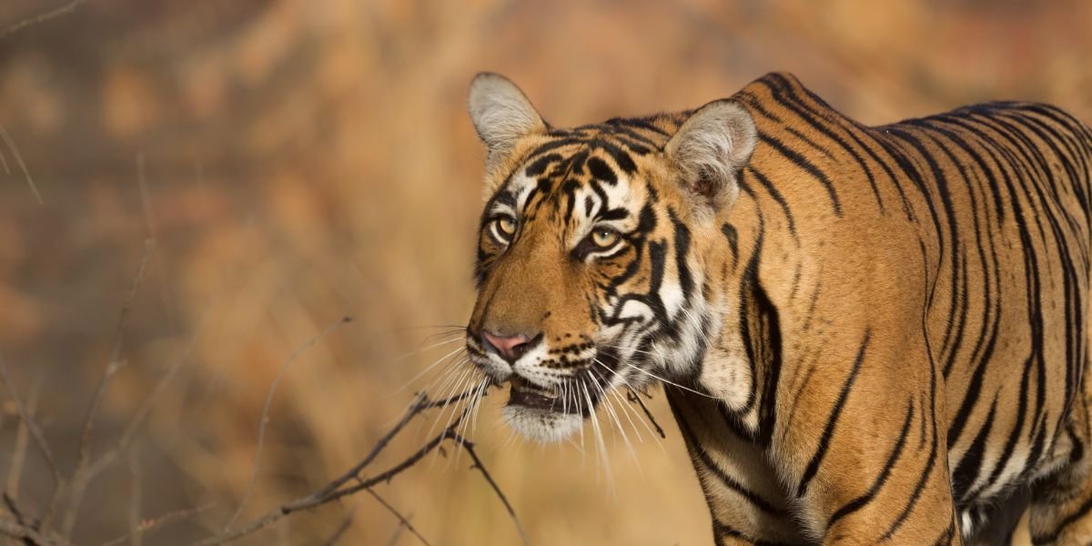 Ranthambore slider1